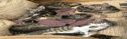 Mixed Breed cats for sale: A selection of bundles of fur !  - Advert 1