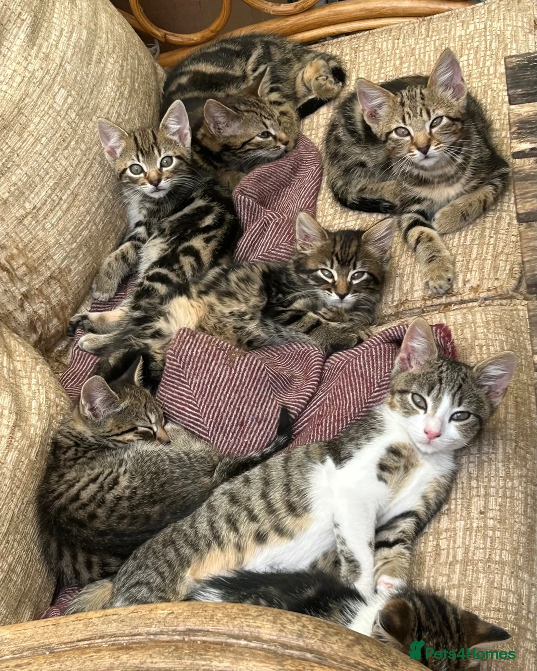 Mixed Breed cats for sale: A selection of bundles of fur !  - Advert 1