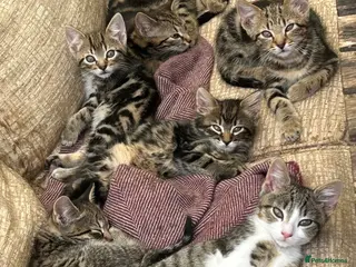 Mixed Breed cats A selection of bundles of fur ! - Advert 2