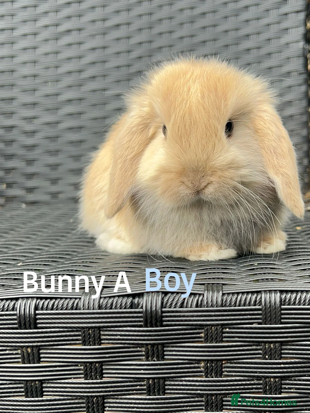 Mini Lop rabbits for sale: Baby mini lops for sale, ready now - Advert 1