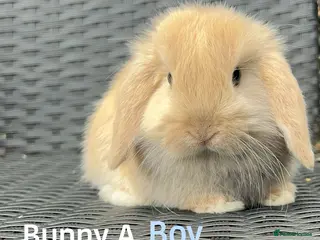 Mini Lop rabbits Baby mini lops for sale, ready now - Advert 4