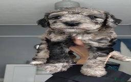 Poochon dogs for sale: Poochons💥 2 Beauties READY TO LEAVE NOW 💥  - Image 22