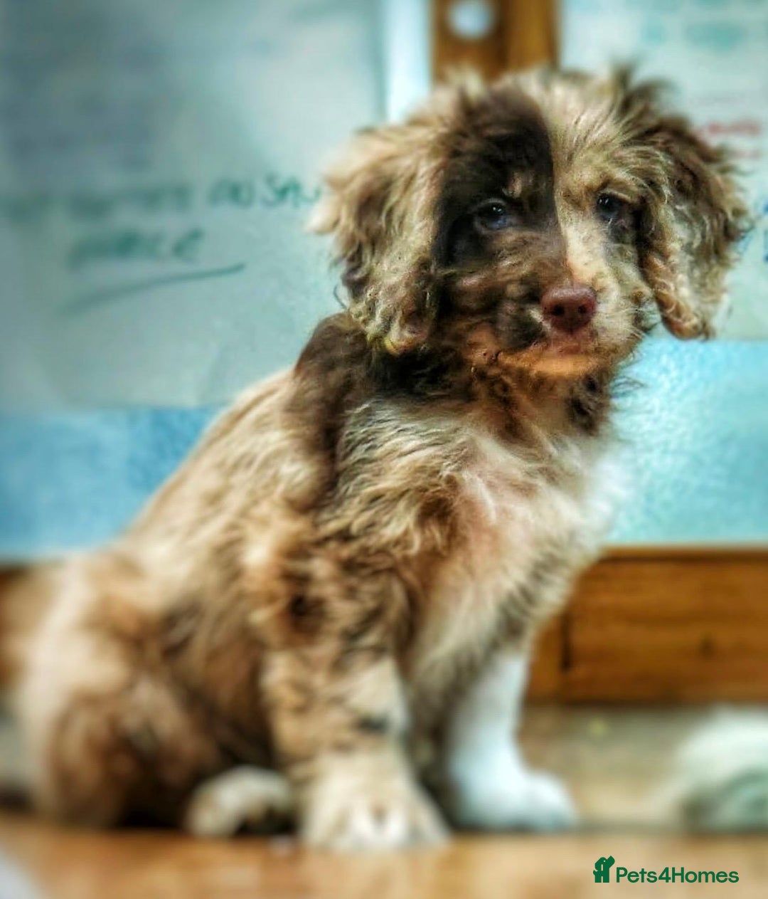 Cockapoo dogs for sale: Beautiful Merle Cockapoo puppies - Advert 1