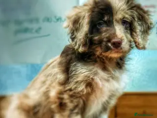 Cockapoo dogs Beautiful Merle Cockapoo puppies - Advert 14