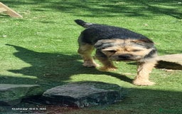 Mixed Breed dogs for sale: 4 french bulldog x boarder terror girls  - Image 19