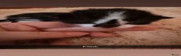 Ragdoll cats for sale: Beautiful litter of ragdolls - Advert 19