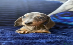 Miniature Dachshund dogs for sale: Miniature dachshund puppies  - Image 2