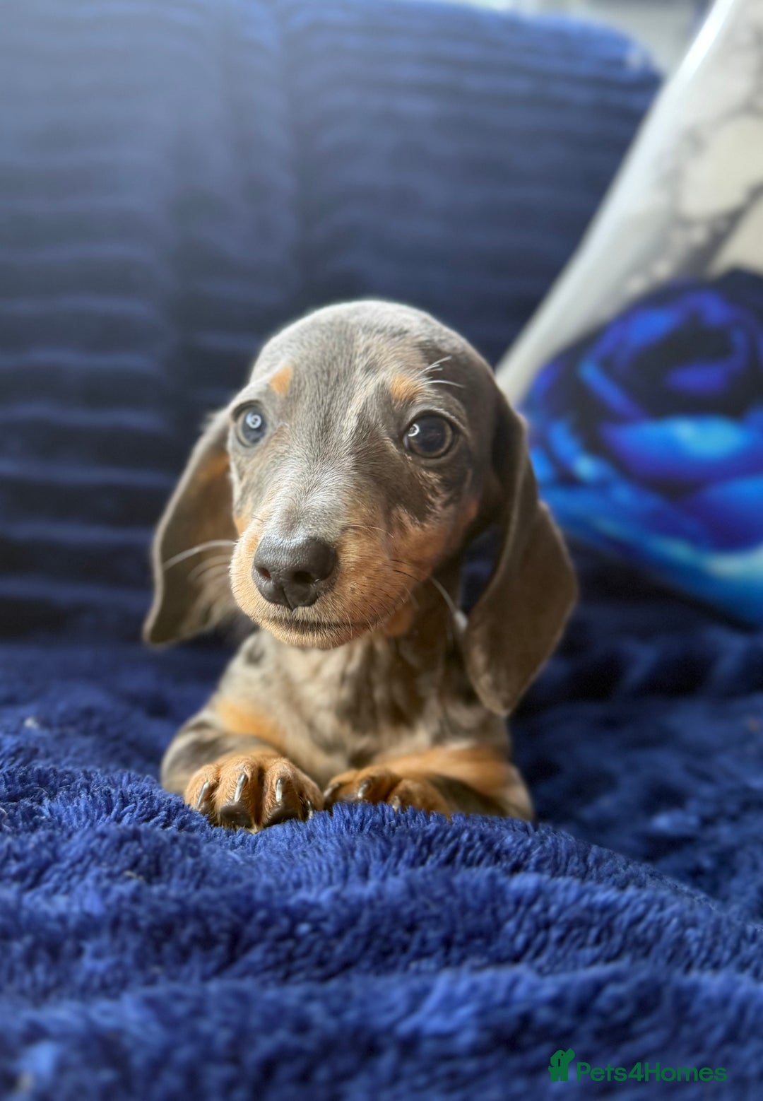 Miniature Dachshund dogs for sale: Miniature dachshund puppies  - Image 2
