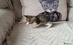 Mixed Breed cats for sale: Calico kittens. 1 girl 1 boy left - Image 12