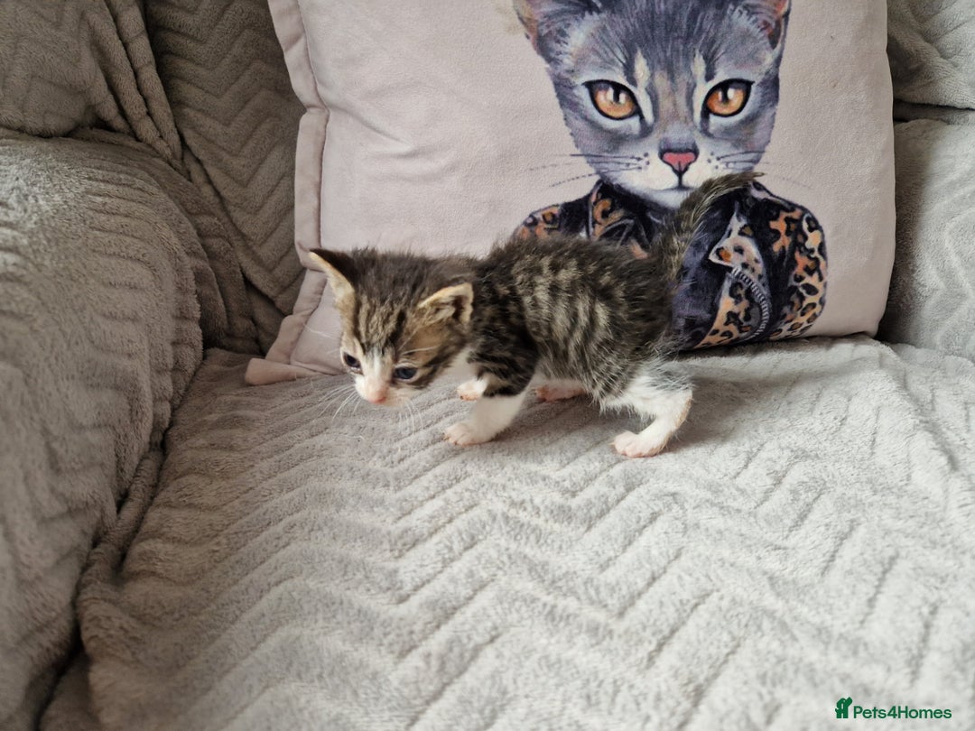 Mixed Breed cats for sale: Calico kittens. 1 girl 1 boy left - Image 12