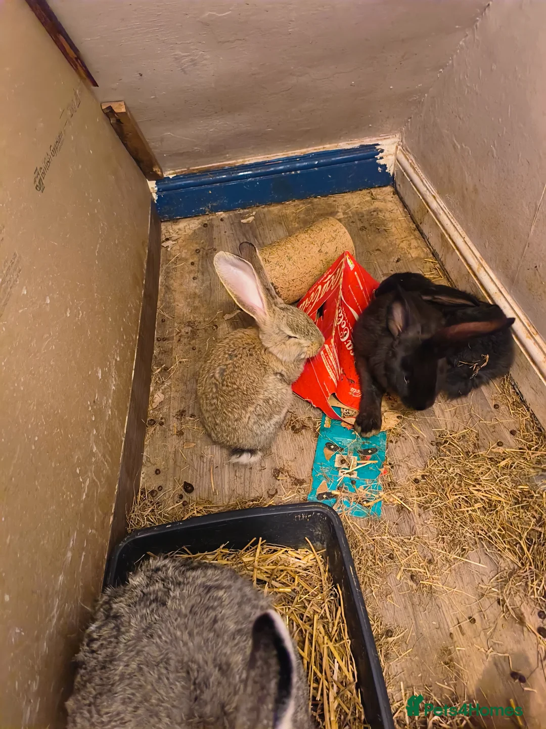 Flemish rabbits for sale: Pure Flemish  - Advert 2