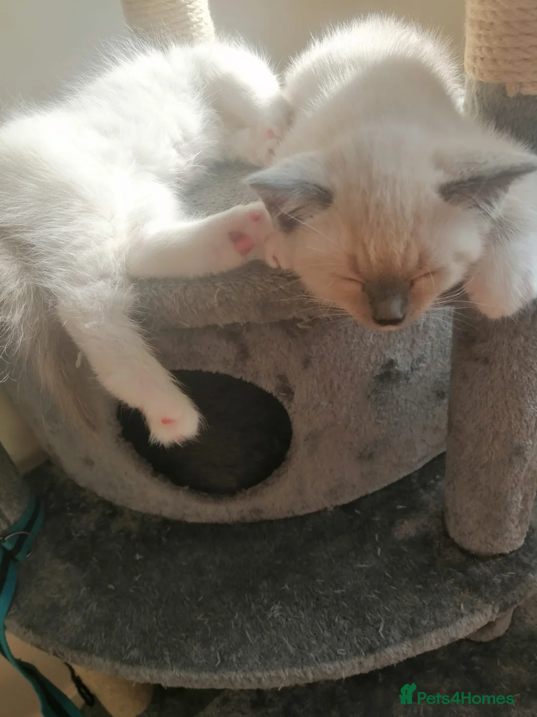 Ragdoll cats for sale: Ragdoll kittens  - Advert 2