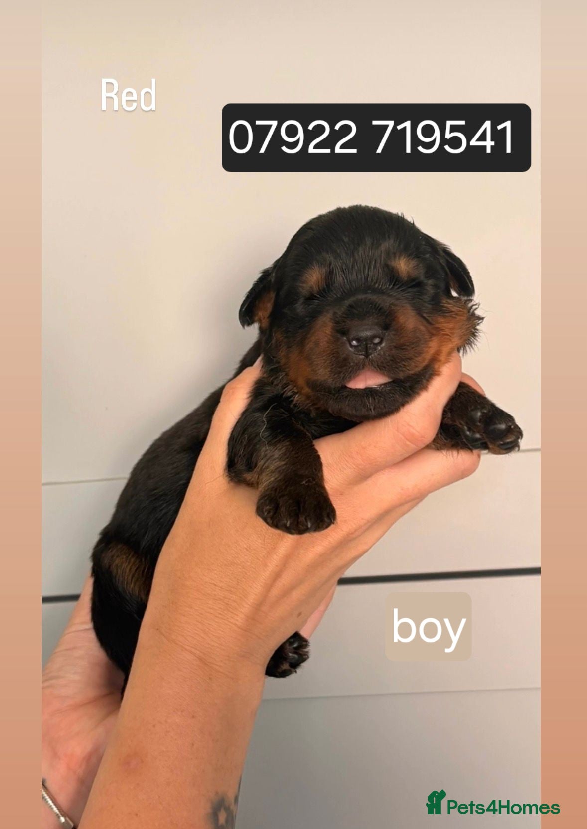 Rottweiler dogs 5 rottweiler puppies looking for forever homes - Advert 2