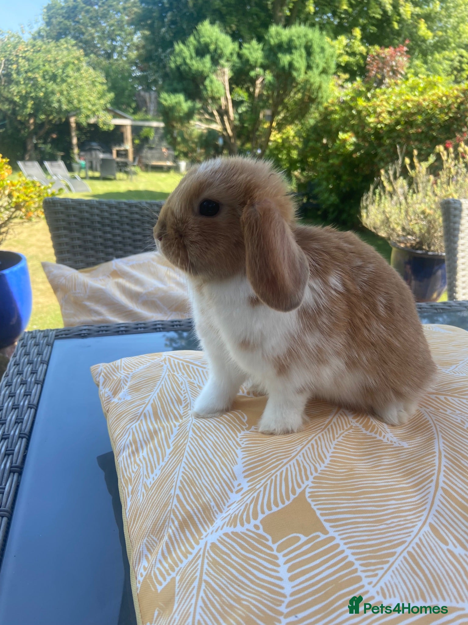 Mini Lop rabbits Mini lops - Advert 2