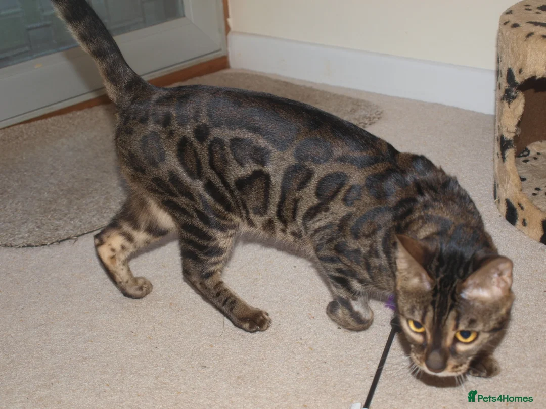 Bengal cats for sale: Stunning Bengal Female Cat - Advert 1