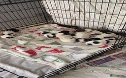 English Springer Spaniel dogs for sale: Make English springer spaniel  - Image 7