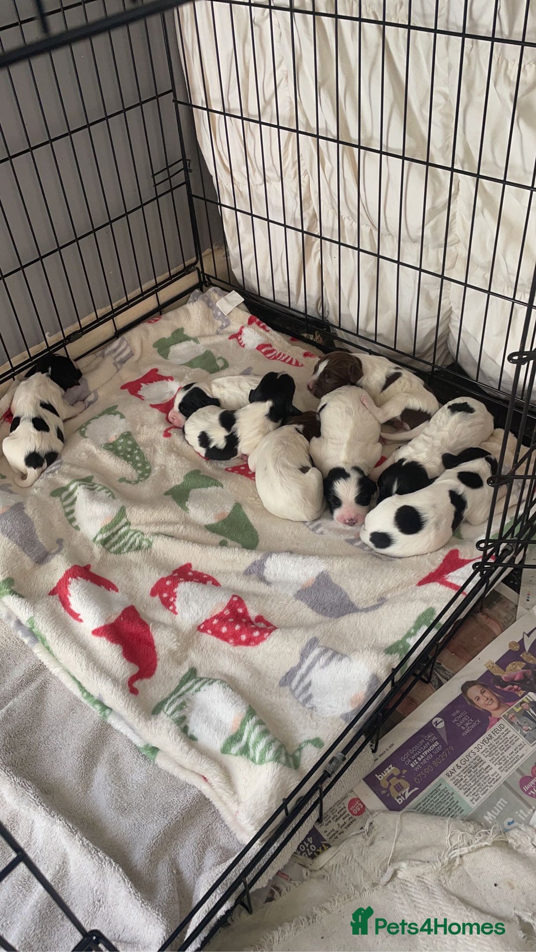 English Springer Spaniel dogs for sale: Make English springer spaniel  - Image 7