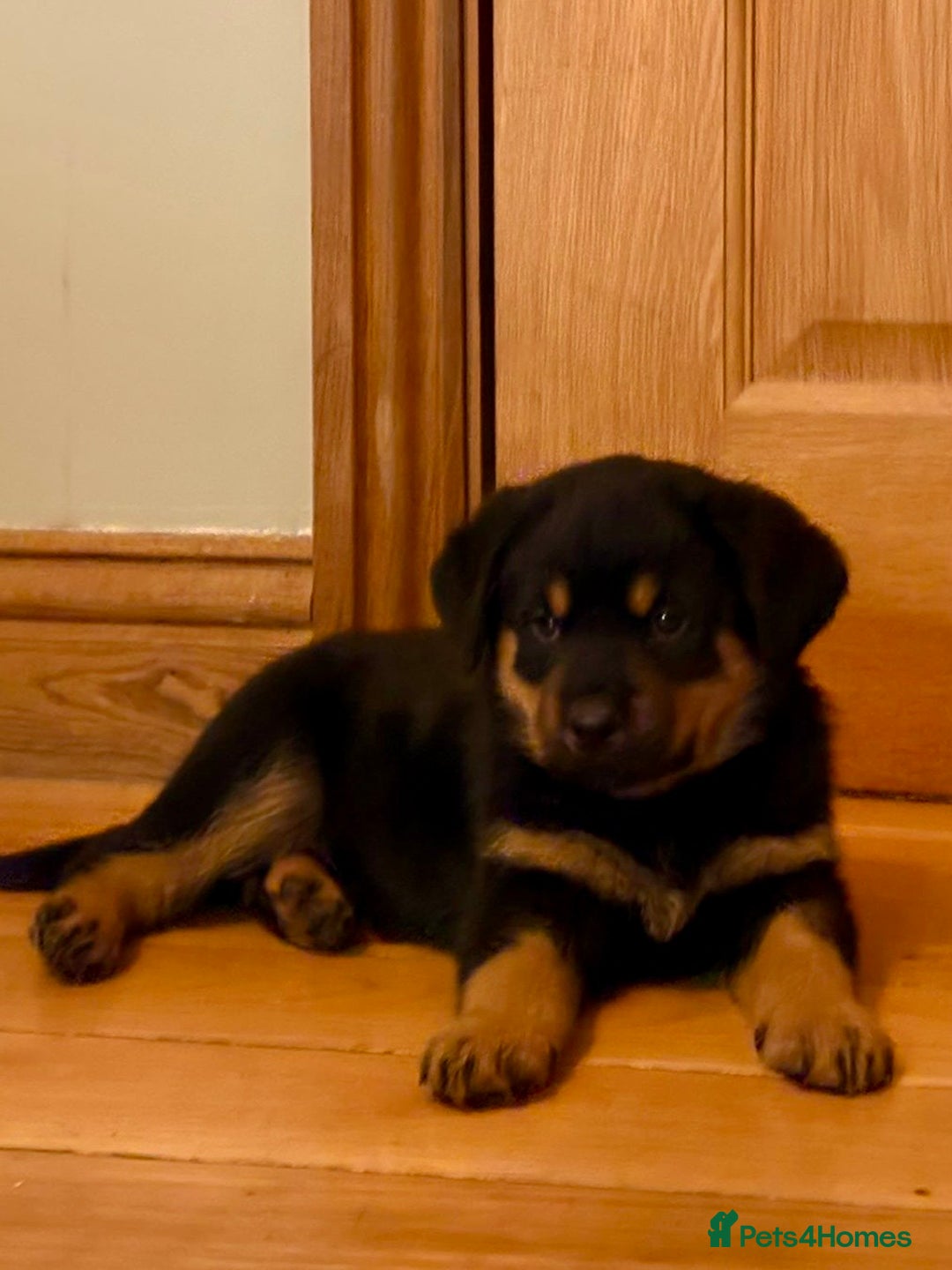 Rottweiler dogs for sale: Stunning chunky big boned Rottweiler puppies - Advert 5