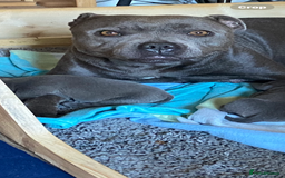 Staffordshire Bull Terrier dogs for sale: solid blues - Image 2