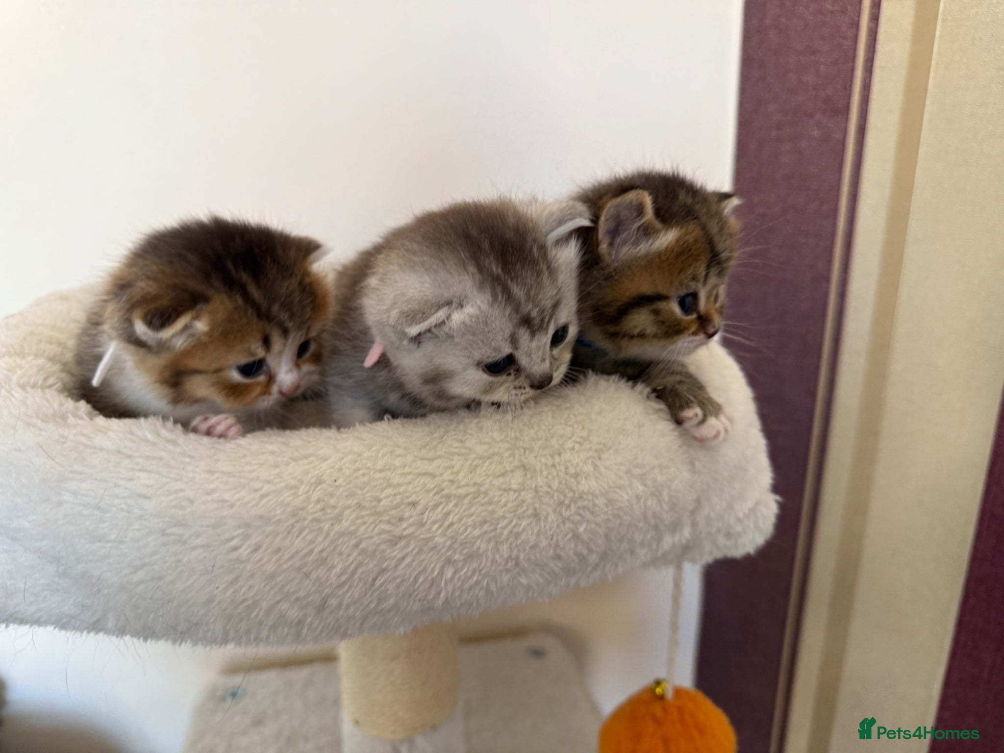 British Shorthair cats for sale: British Shorthair kittens - Advert 21
