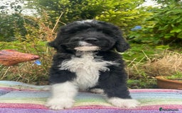 Bernedoodle dogs for sale: 1 Bernedoodle Male - Image 4