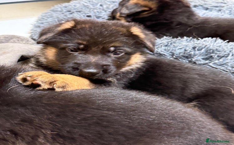 German Shepherd dogs - Advert 2
