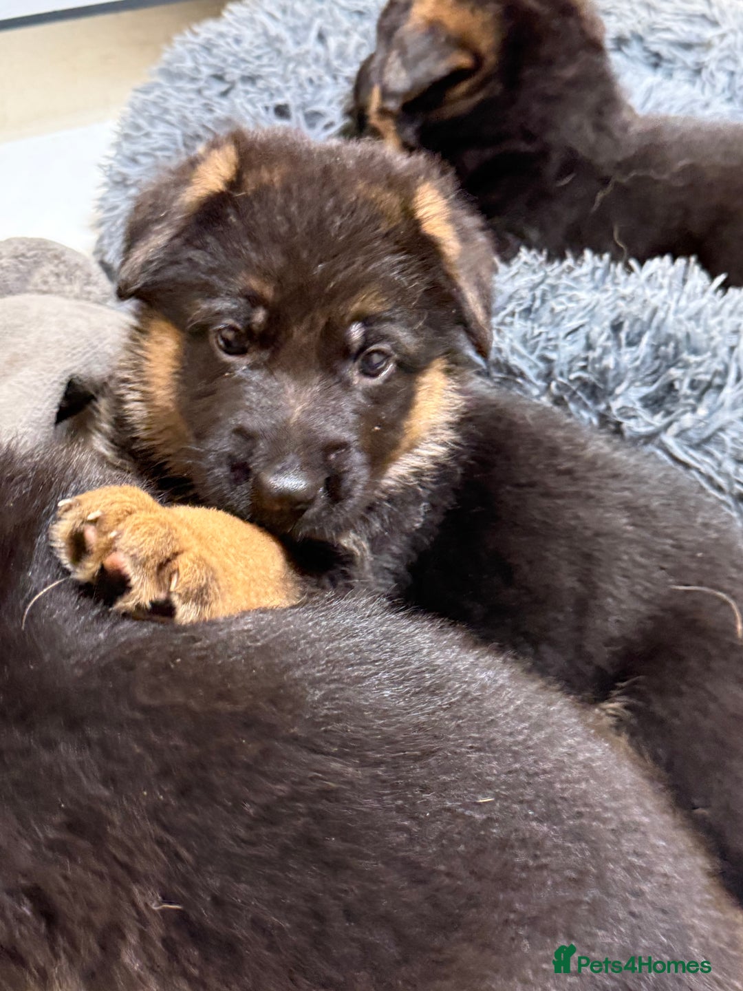 German Shepherd dogs for sale: TOP QUALITY SHOW LINES  - Image 1