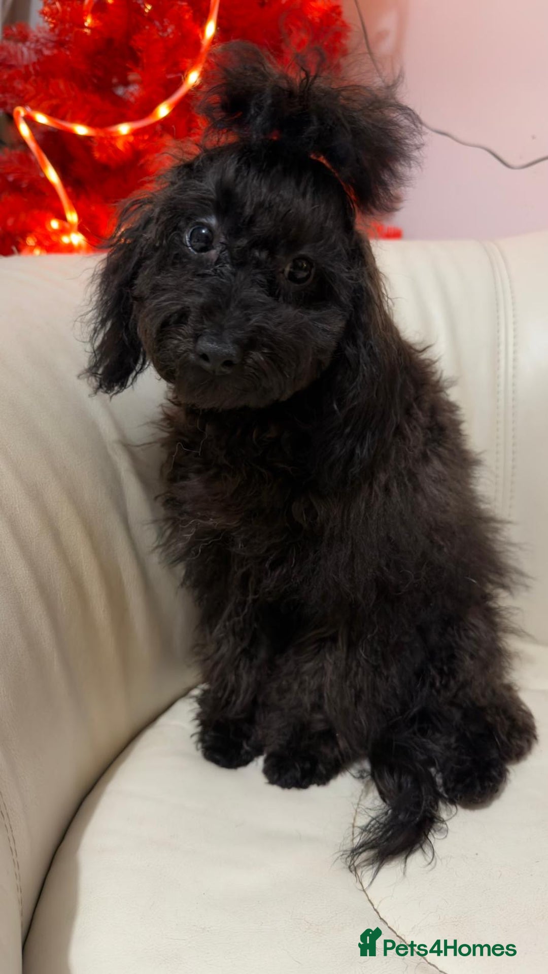 Mixed Breed dogs for sale: Asian toy poodle boy  - Advert 7