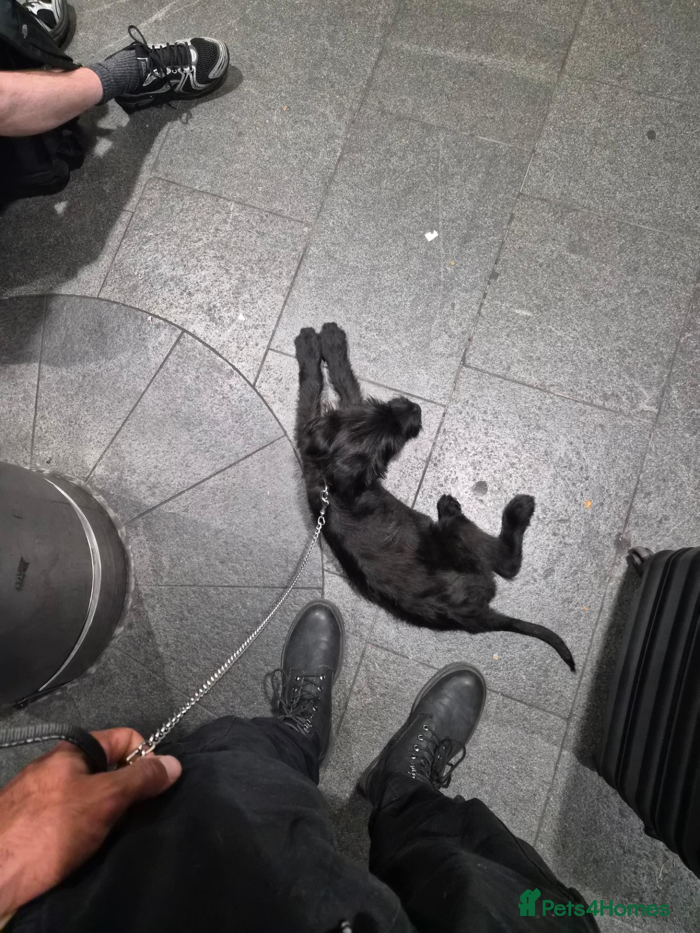 Giant Schnauzer dogs 7 Month old Giant Schnauzer  - Advert 2