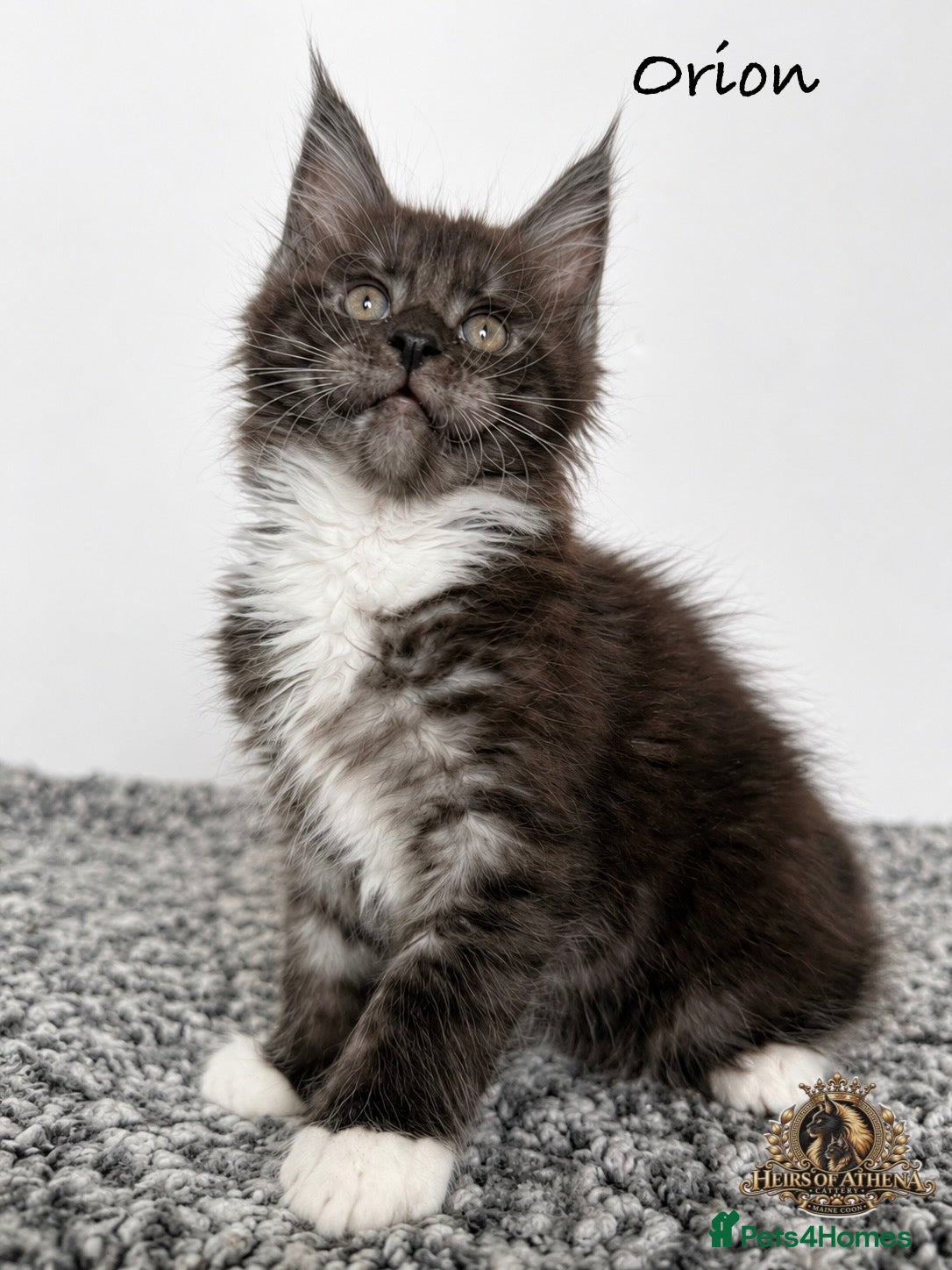 Maine Coon cats 🐾 Maine Coon Kittens TICA Registered 🐾 - Advert 2