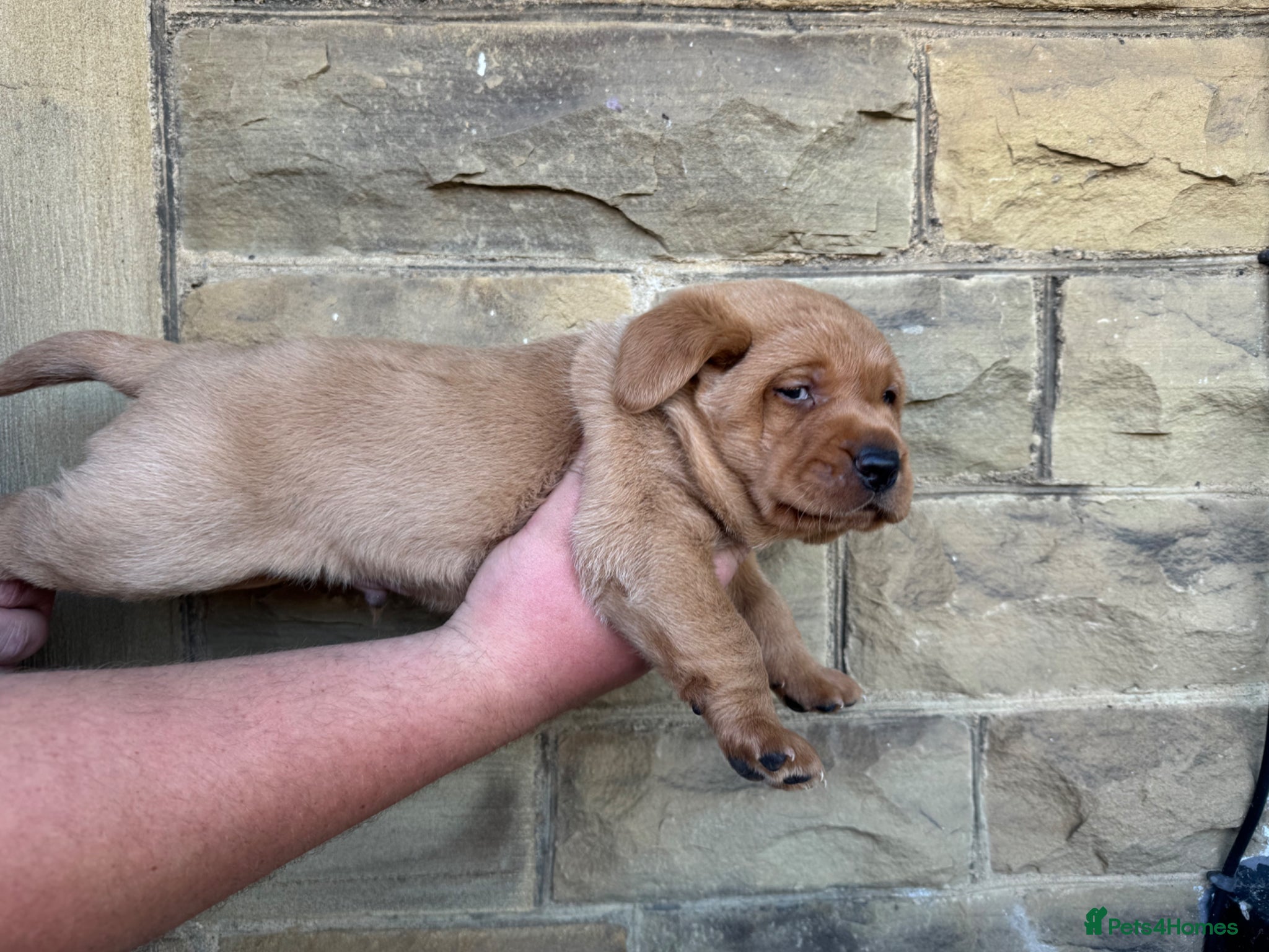 Labrador Retriever dogs for sale: Red Labrador male pup in Bradford - Advert 3