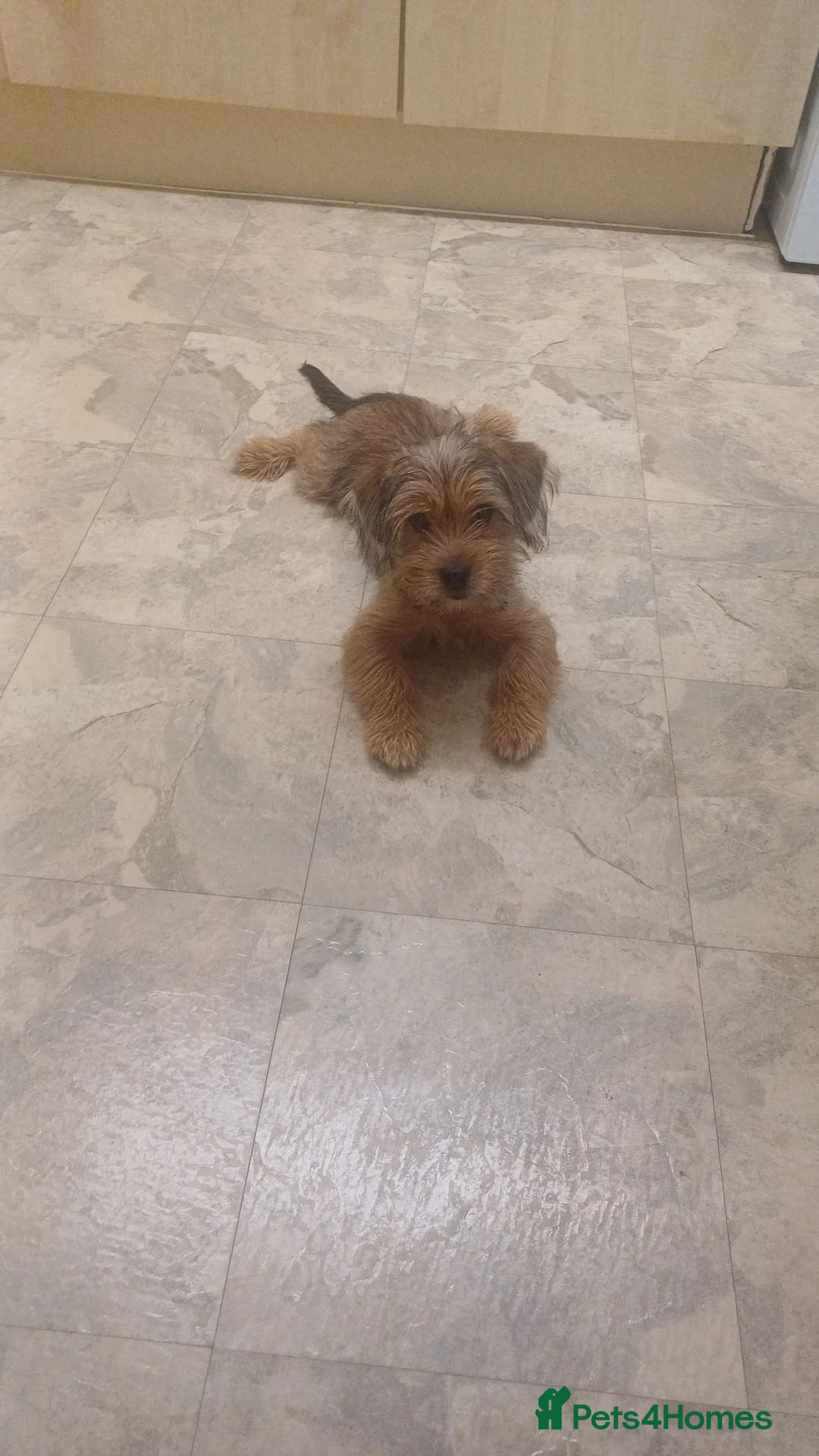 Shorkie dogs for sale: For sale a lovely male shitzuhcrossyorkie puppy - Advert 2