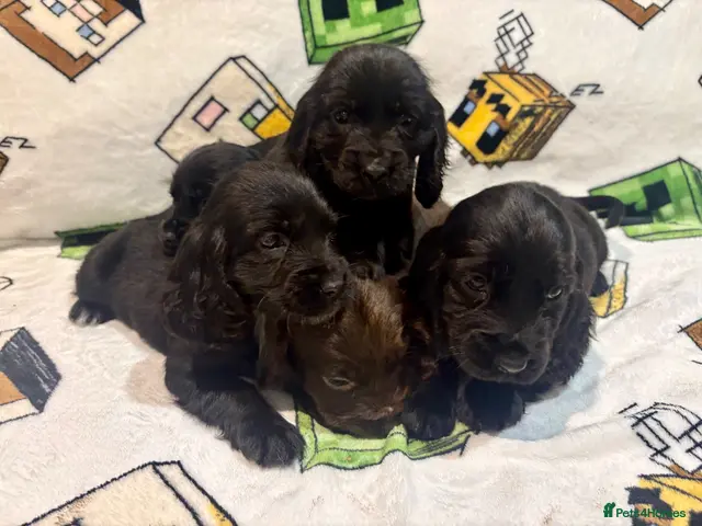 Cocker Spaniel dogs Showtime cocker spaniels - Advert 7