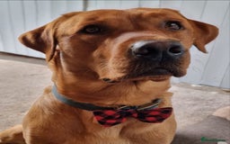 Labrador Retriever dogs for sale: Fox red labrador pups for sale - Image 18