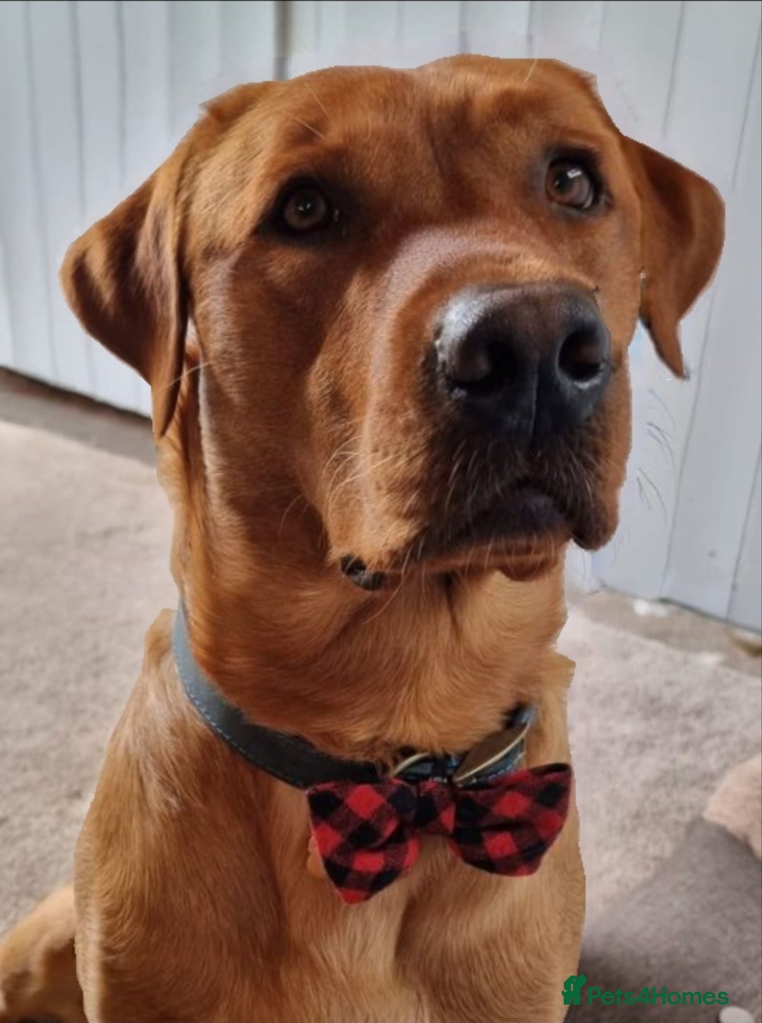 Labrador Retriever dogs for sale: Fox red labrador pups for sale - Image 18