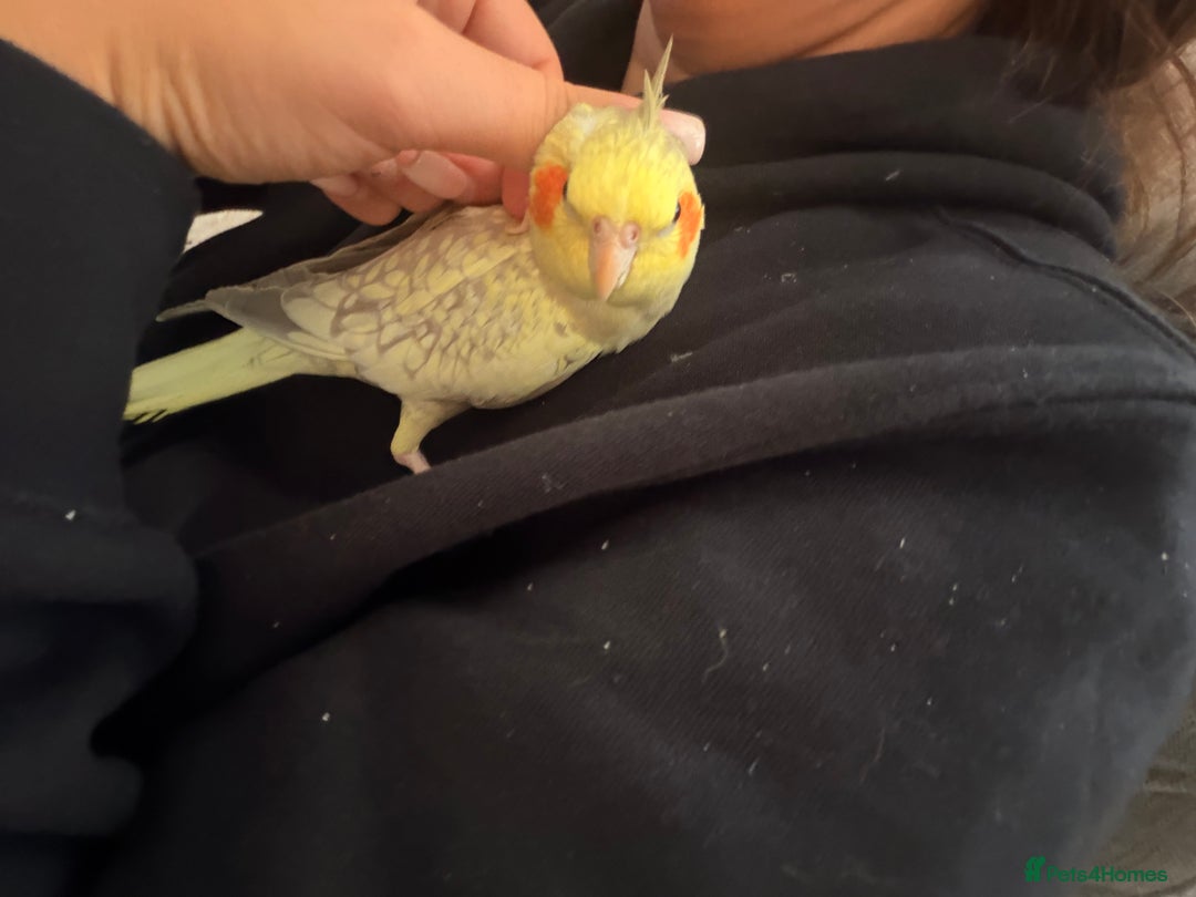 Cockatiels birds for sale: Female tamed tail  - Advert 6