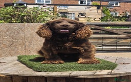 Cocker Spaniel dogs for stud: Kc reg Stunning Cocker spaniel  - Image 6