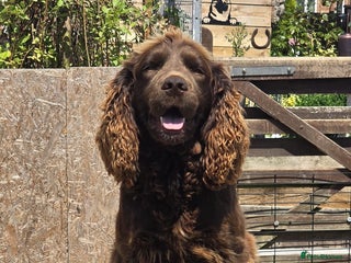 Cocker Spaniel dogs - Advert 17