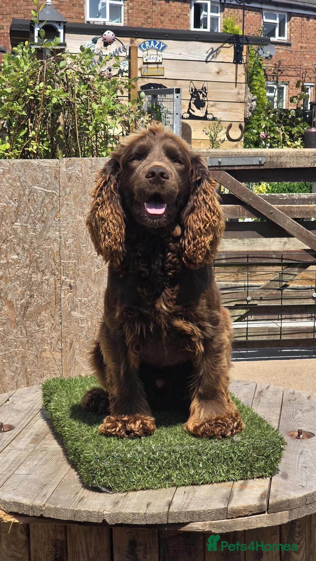 Cocker Spaniel dogs for stud: Kc reg Stunning Cocker spaniel  - Advert 2