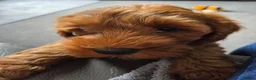Australian Labradoodle dogs for sale: Fox Red Full Australian Labradoodle Male  - Advert 6
