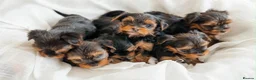 Yorkshire Terrier dogs for sale: Yorkshire Terrier Puppies 6 boys and 2 girls - Advert 2