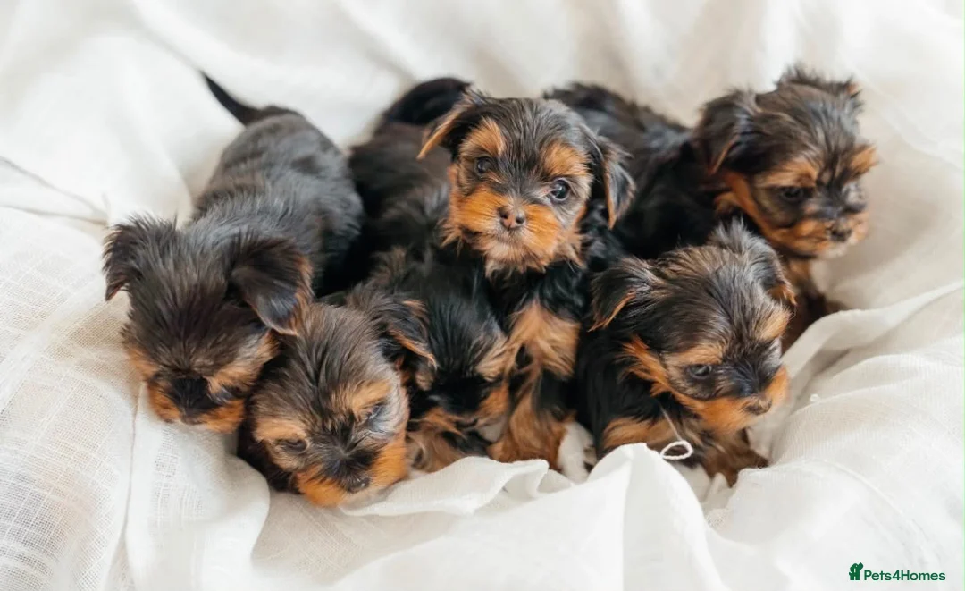 Yorkshire Terrier dogs for sale: Yorkshire Terrier Puppies 6 boys and 2 girls - Advert 2