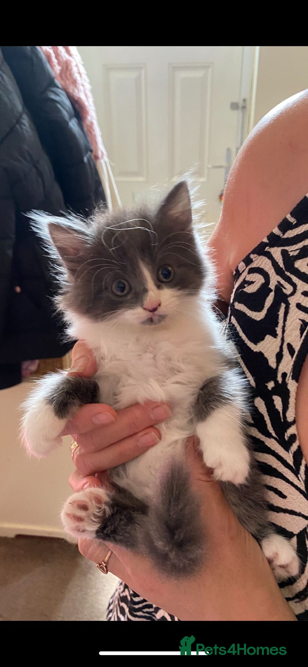 Mixed Breed cats for sale: Beautiful kittens  - Image 4