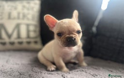 French Bulldog dogs for sale: French bulldog puppies  - Image 10