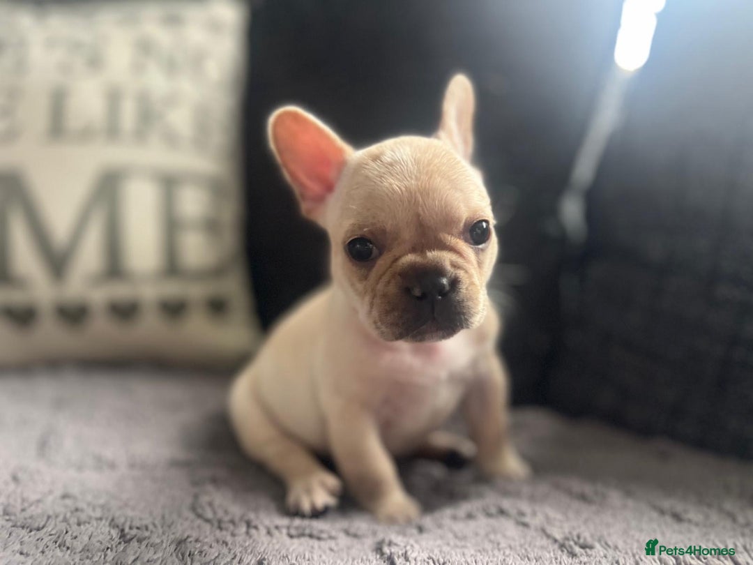 French Bulldog dogs for sale: French bulldog puppies  - Image 10