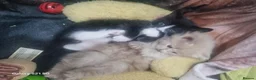 Mixed Breed cats for sale: Beautiful kitten in Ipswich - Advert 2