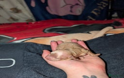 Cavapoo dogs for sale: Gorgeous cavapoo puppies  - Image 9