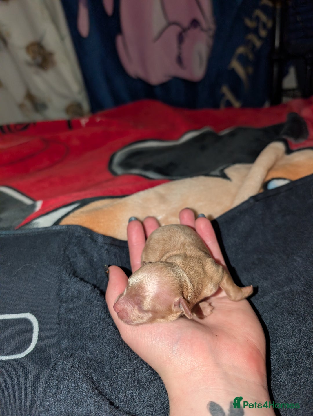 Cavapoo dogs for sale: Gorgeous cavapoo puppies  - Image 9