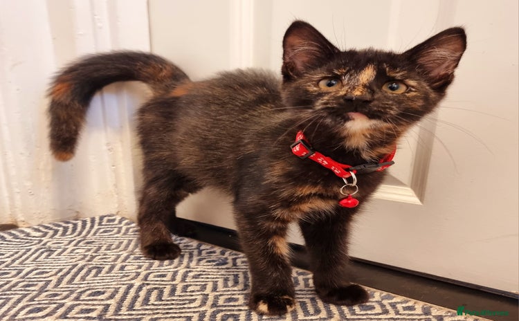 Mixed Breed cats - Advert 3