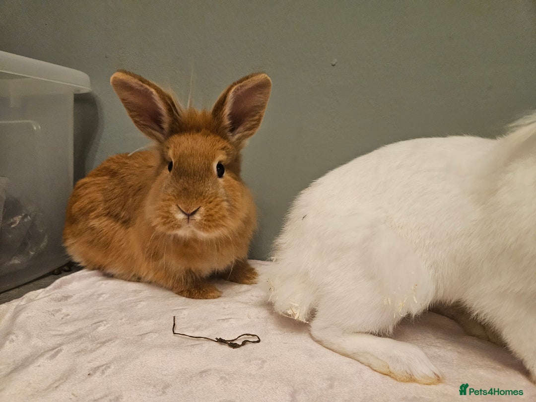 Lionhead rabbits for sale: Lion head x **2 left ready now - Advert 2